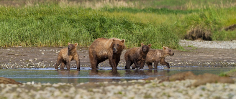 Grizzly Bear Sow And Cubs